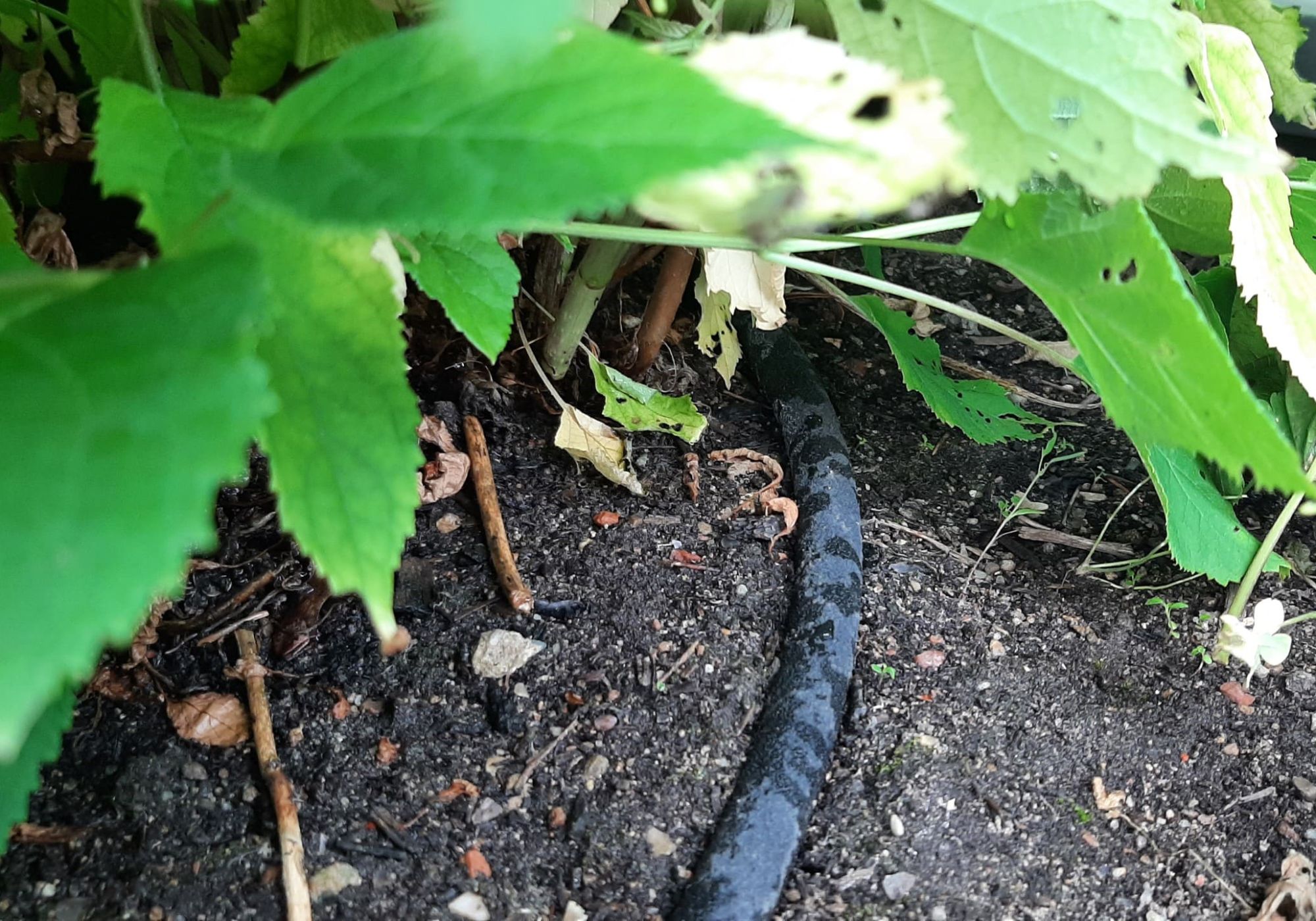 Schlauch-zwischen-Blättern